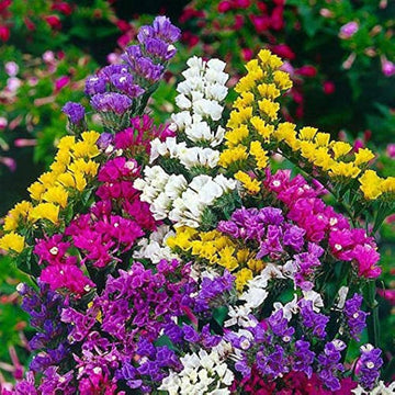 Heirloom Non-GMO Limonium Flower Seeds for Planting – Long-Lasting Cut Flower Seeds - Non-GMO for planting in home garden