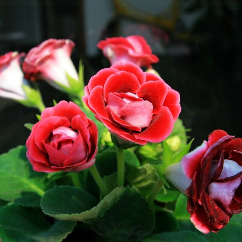 African Violet Flower Seeds Red â€“ Heirloom, Non-GMO Seeds for Planting Indoor Garden Blooms for planting in home garden