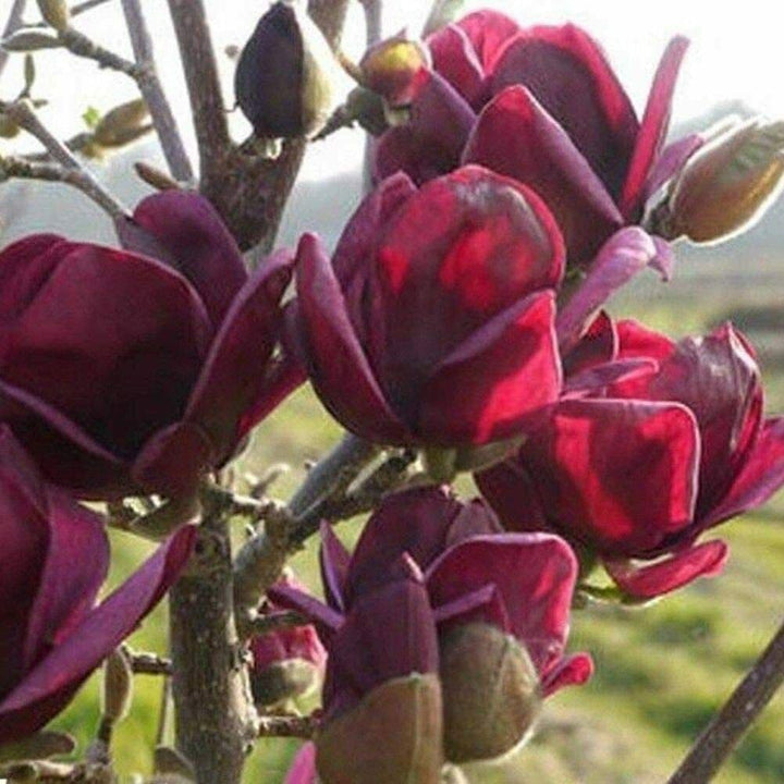 Yulan Magnolia Tulip Flower Seeds for Planting â€“ Heirloom, Non-GMO, Beautiful Blooms