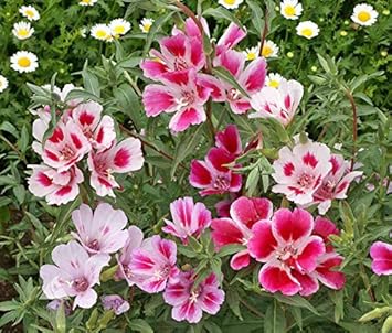 Pink Clarkia Amoena Flower Seeds for Planting - 100 pcs