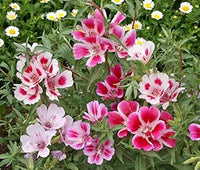 Pink Clarkia Amoena Flower Seeds for Planting - 100 pcs