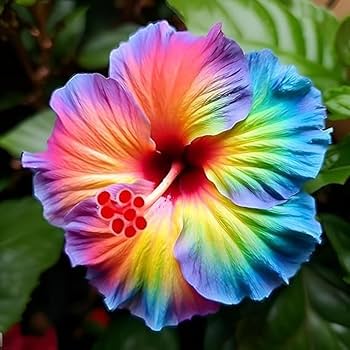 Mixed Hibiscus Flower Seeds – Heirloom, Non-GMO Seeds for Planting Colorful Blooming Variety