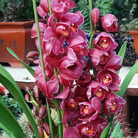 Red Cymbidium Orchid Seeds - Heirloom Non-GMO Planting Flower Seeds