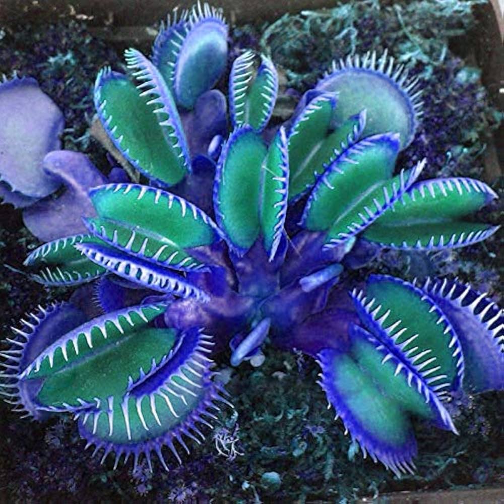 Heirloom Non-GMO Blue Venus Fly Trap Flower Seeds for Planting – Rare Carnivorous Plant Seeds