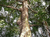 Light Yellow Ceiba Pentandra Flower Seeds for Planting - NON GMO Seeds
