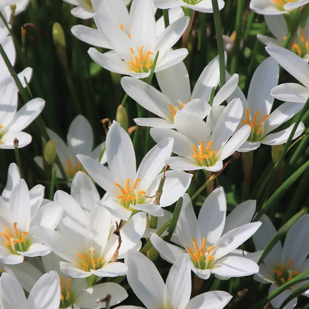 Heirloom Non-GMO Zephyranthes Carinata Flower Seeds for Planting – Rain Lily Colorful Garden Blooms - Non-GMO for planting in home garden