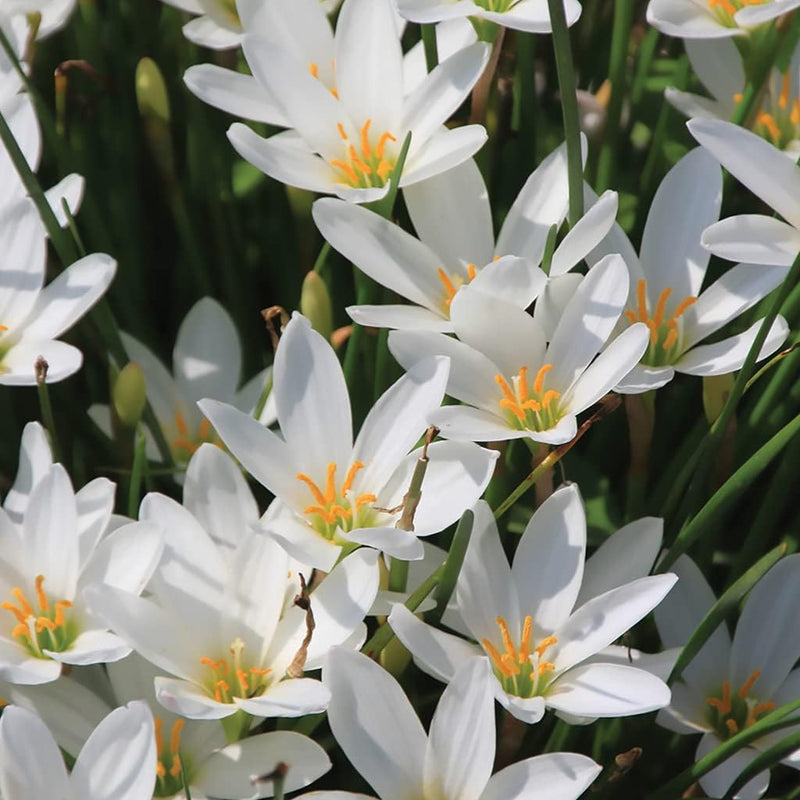 Heirloom Non-GMO Zephyranthes Carinata Flower Seeds for Planting – Rain Lily Colorful Garden Blooms - Non-GMO for planting in home garden