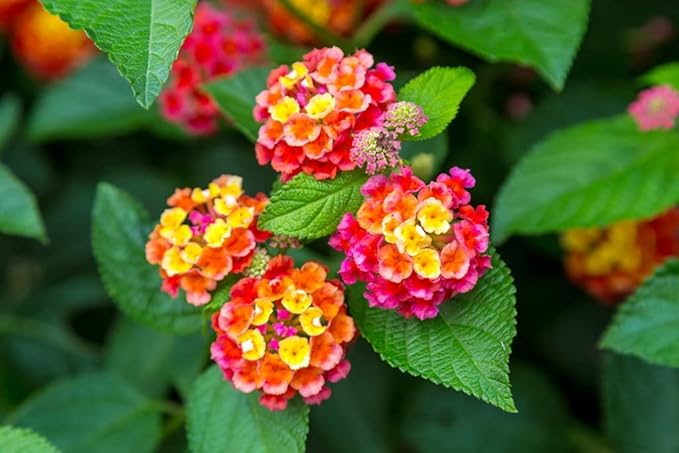 Heirloom Non-GMO Lantana Flower Seeds for Planting – Bright Butterfly-Friendly Garden Blooms