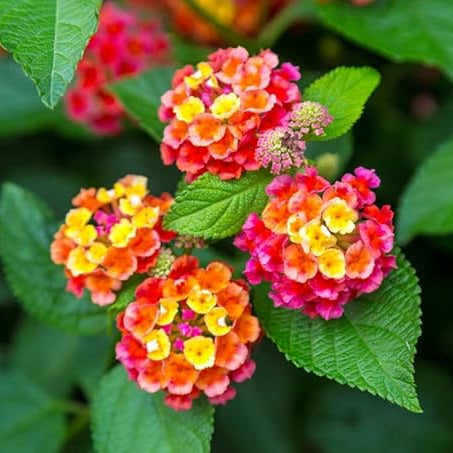 Lantana Flower Seeds Heirloom Non GMO Planting - 100 pcs