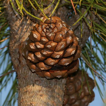 Italian pine nut Pinus pinea tree seeds for edible landscape