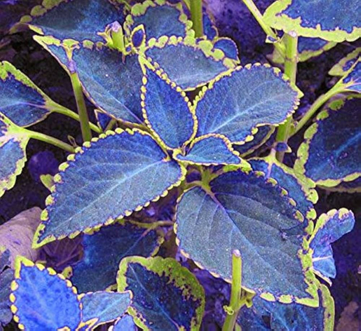 Blue Coleus Plant Seeds for Planting - Heirloom and Non-GMO Garden Seeds
