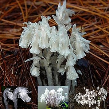 Organic White Monotropa Uniflora Flower Seeds for Planting – Heirloom, Non-GMO for planting in your garden.