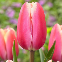 Heirloom Non-GMO Pink Tulip Flower Seeds for Planting ƒ?? Elegant Spring-Blooming Garden Flowers