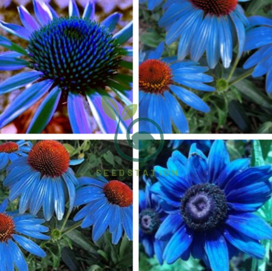 Light Blue Echinacea Seeds Purple Coneflower Pine Chrysanthemum Flower Seeds for Planting seeds for planting in home garden