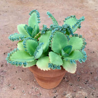 Heirloom Kalanchoe Plant Seeds, Non-GMO Succulent Blooms for Decorative Garden Planting for planting in home garden