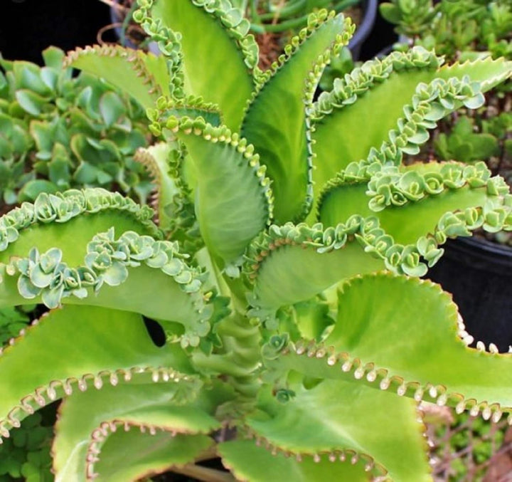 Heirloom Kalanchoe Plant Seeds, Non-GMO Succulent Blooms for Decorative Garden Planting