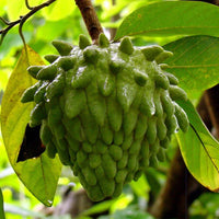 Atemoya Fruit Seeds