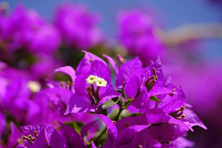 Bougainvillea Glabra Plant Seeds – Heirloom Non-GMO Vivid Climbing Blooms for Garden Planting