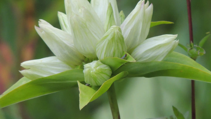 Cream Gentiana Flower Seeds for Planting, NON GMO Seeds