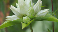 Cream Gentiana Flower Seeds for Planting, NON GMO Seeds