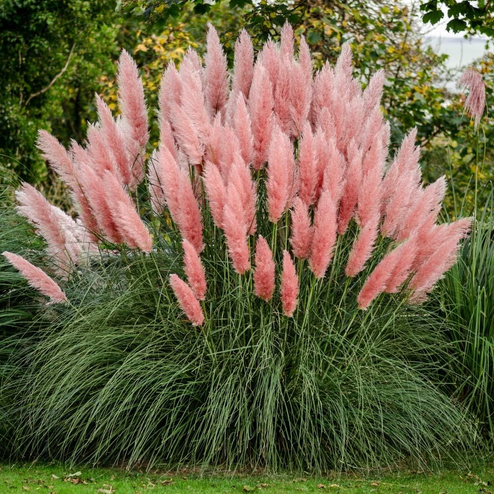 Pink feather grass plants in a garden setting with green foliage.