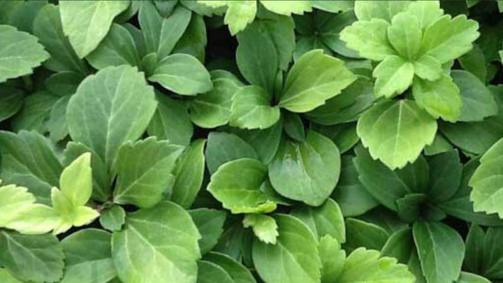 Pachysandra Flower Seeds for Planting NON GMO Seeds