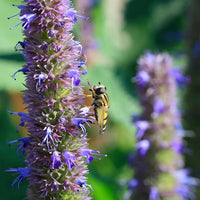 Anise Hyssop Herb Seeds