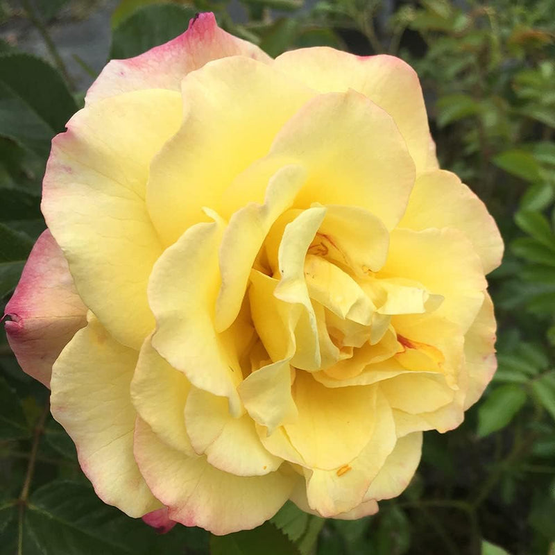 Heirloom Rugosa Flower Seeds for Garden Planting, Non-GMO, Fragrant Rose Blooms for Hedges