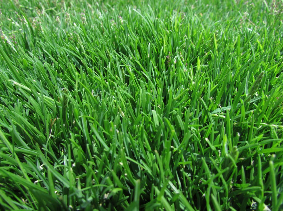 Zoysia Shadow Grass Seed