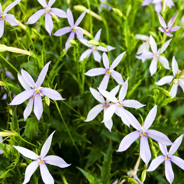 Laurentia Flower Seeds for Planting â€“ NON GMO Seeds for planting in home garden