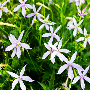 Laurentia Flower Seeds for Planting â€“ NON GMO Seeds for planting in home garden