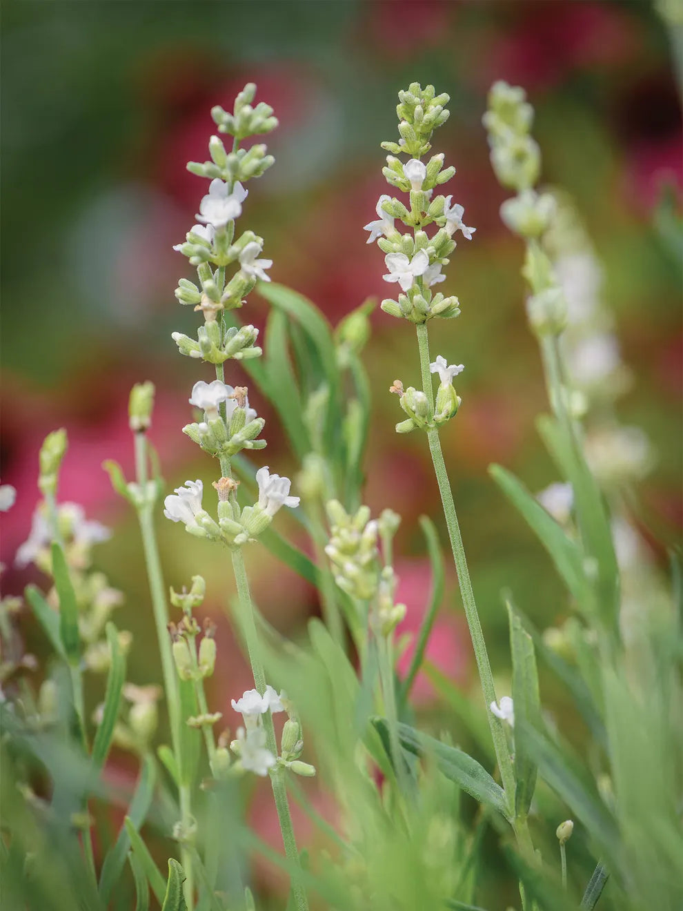 Lavender, Lacy Frills Flower Seeds for Planting-NON GMO Seeds