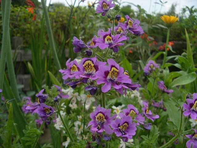 Heirloom Schizanthus Tinkerbell Flower Seeds for Planting, Non-GMO