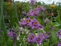Heirloom Schizanthus Tinkerbell Flower Seeds for Planting, Non-GMO