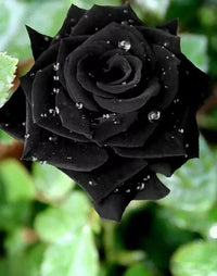 Rose Bush Flower Seeds for Planting – Heirloom, Non-GMO Seeds for Garden Landscaping