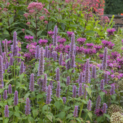 Anise Hyssop Herb Seeds