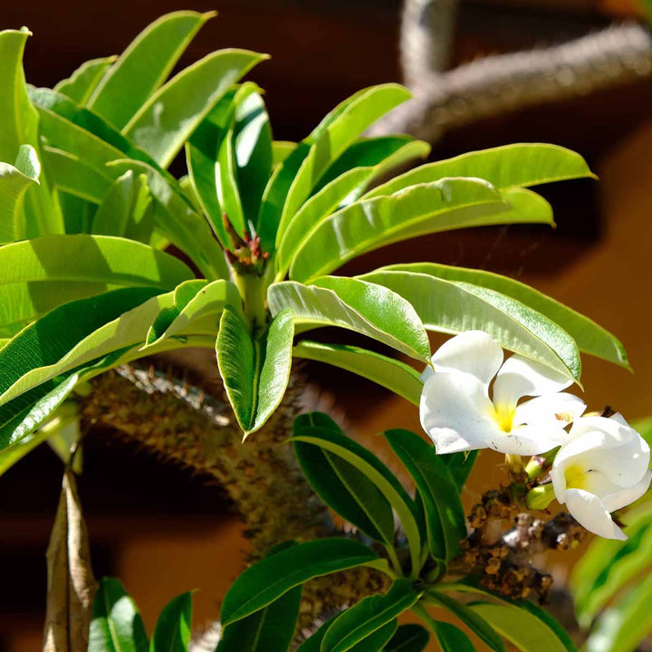 White Pachypodium Lamerei Plant Seeds for Planting, 100 pcs