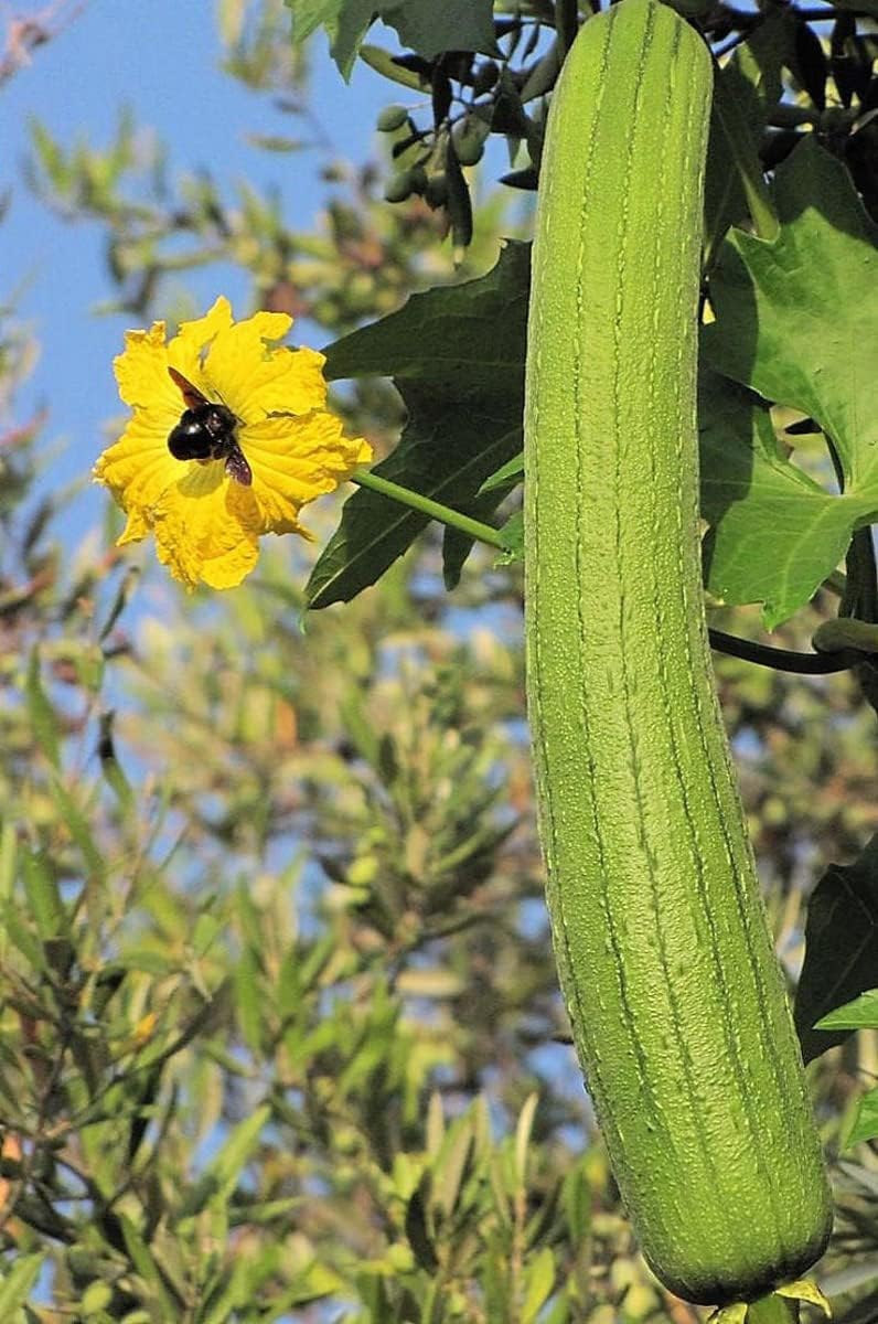 Heirloom Non-GMO Yellow Luffa Vegetable Seeds for Planting – Edible & Sponge Gourd Seeds seeds for planting in home garden