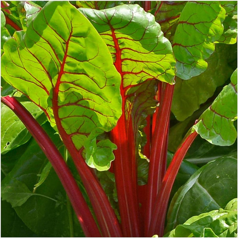 Red Swiss Chard Vegetable Seeds for Planting heirloom & Non-GMO Seeds