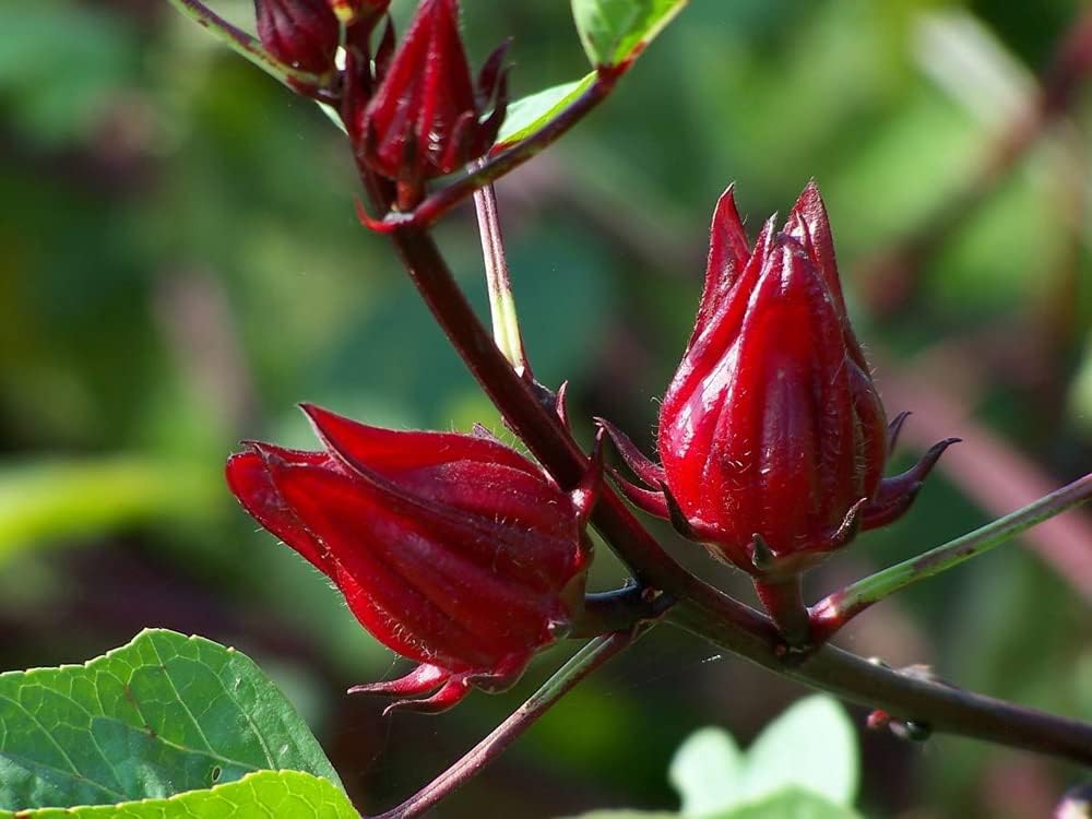 Rosella Fruit Seeds - Sweet and Tangy Fruit for Your Backyard Garden 100 Pcs pcs