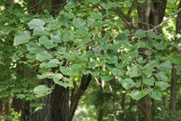 Green Manchurian Flowering Tree Seeds for Planting - 100 pcs