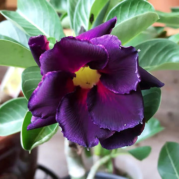 Purple (Purple scientific name) for planting in garden