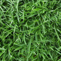 Zoysia Empire Grass Seed ? Premium Warm-Season Lawn Grass for a Lush, Low-Maintenance Lawn