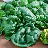 Bloomsdale Long Standing Spinach Seeds Heirloom Non-GMO Vegetable