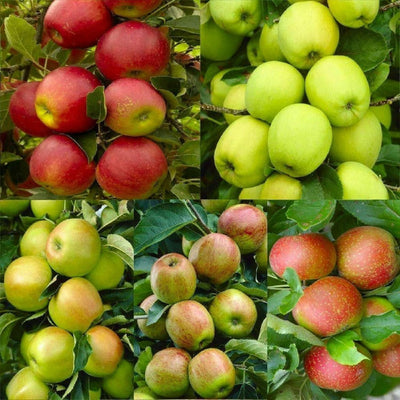 100 Pcs