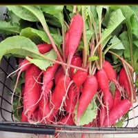 Red Arrow Radish Sprouting & Microgreens Seeds for Indoor Growing, Sprouts & Microgreens