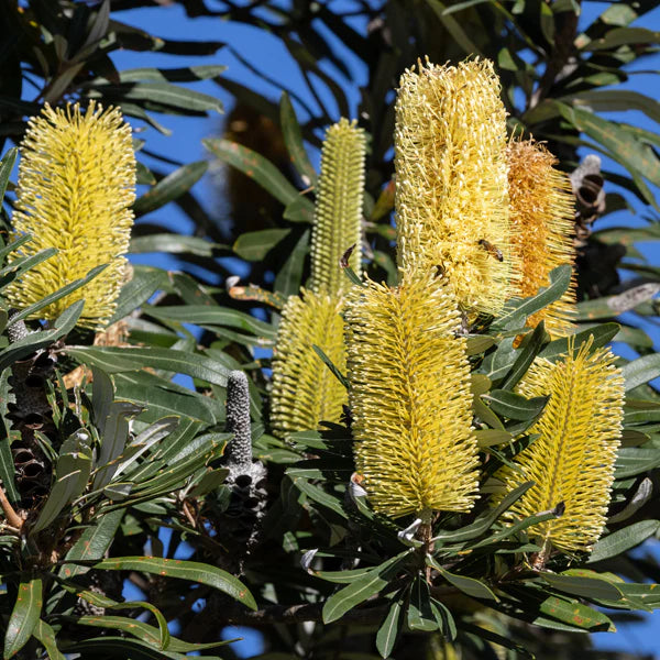 Banksia Plant Seeds Heirloom Non GMO Planting - 100 pcs
