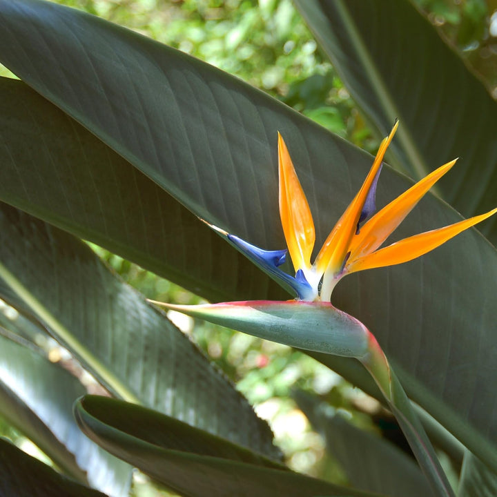 Heirloom Non-GMO White Strelitzia Reginae Houseplant Seeds for Planting – Exotic Bird of Paradise Seeds