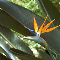 Heirloom Non-GMO White Strelitzia Reginae Houseplant Seeds for Planting – Exotic Bird of Paradise Seeds