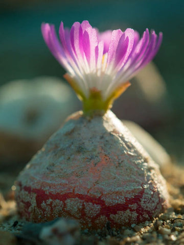 Heirloom Non-GMO Conophytum Burgeri Succulent Seeds for Planting – Rare Living Stone Variety seeds for planting in home garden